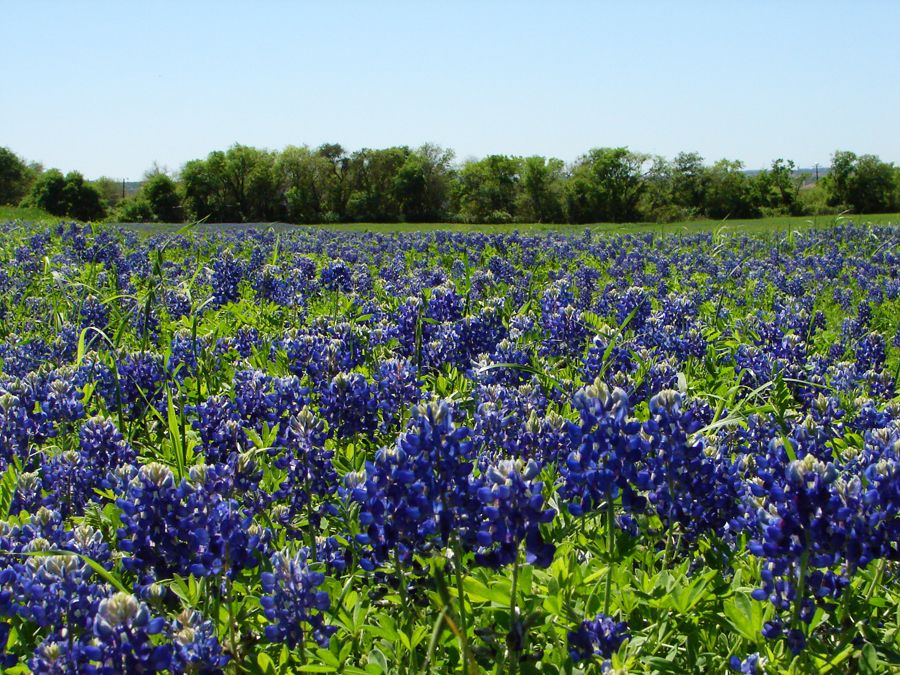 Bluebonnet Seeds :: New Braunfels Feed & Supply