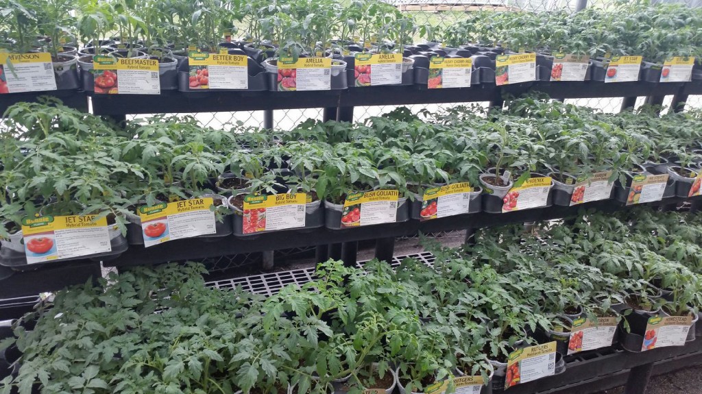 Bonnie Plants Spring Gardening :: New Braunfels Feed & Supply