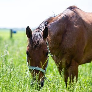 Senior Horse Grazing.