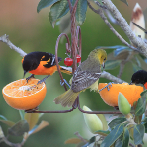 Attracting Birds to Your Backyard