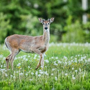 Feeding Deer in Spring and Summer