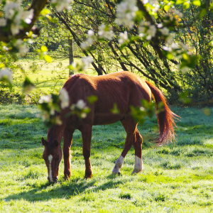 Horse in Field, Deworming Horses