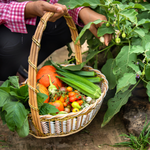 Lady crouched down harvesting a plant with basket full of summer vegetables in her hand.